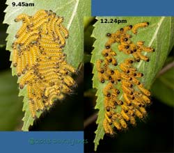 Caterpillar army prepares to moult? 17 July 2013