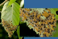 Caterpillar army - mass moult complete, 9am 18 July 2013