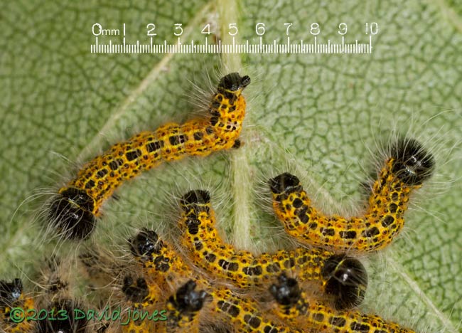 Newly moulted caterpillars - with scale, 18 July 2013