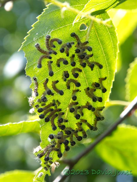 Caterpillars rest and feed after moult, 18 July 2013