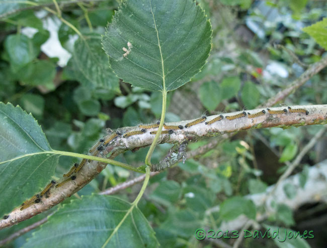 Caterpillar army moving along branch - 2, 18 July 2013