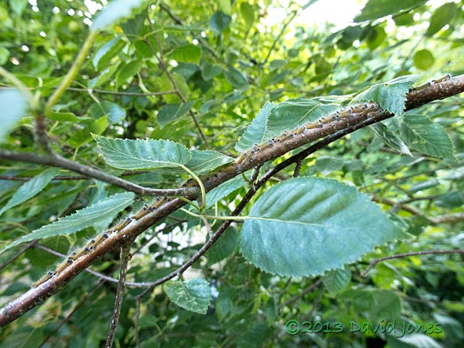 Caterpillar army moving along branch - 1, 18 July 2013