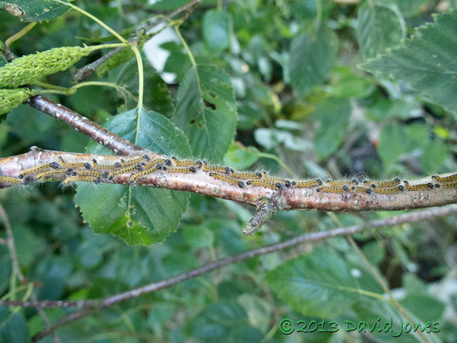 Caterpillar army moving along branch - 3, 18 July 2013