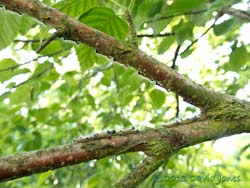 Caterpillar army heads higher in the tree, 18 July 2013
