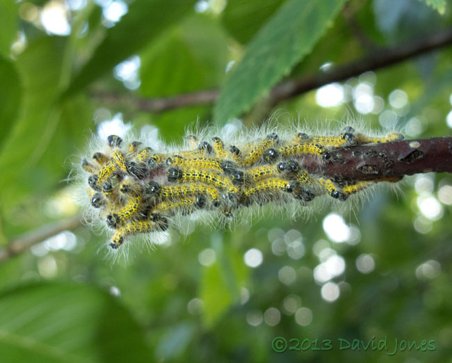 Cateropillar army reaches a 'dead end', 18 July 2013