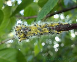 Cateropillar army reaches a 'dead end', 18 July 2013