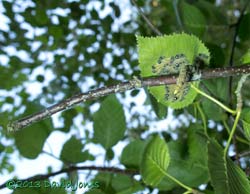 Caterpillar army settles for the night, 18 July 2013