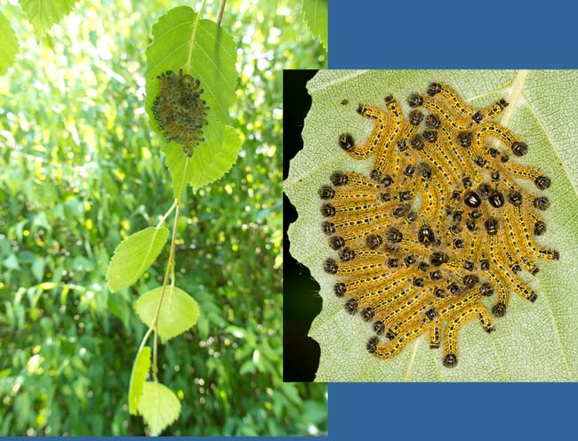 Buff-tip caterpillars resting, 8am 19 July 2013