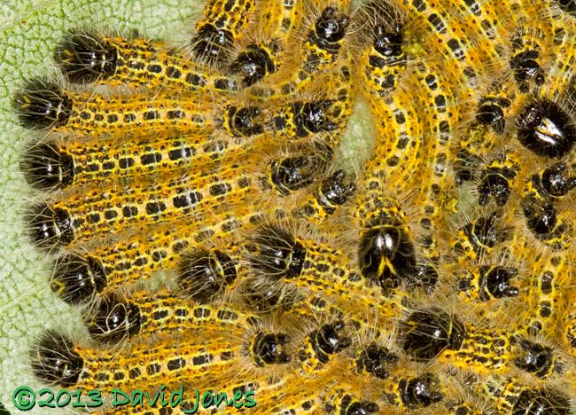 Buff-tip caterpillars - 3rd instar, 19 July 2013