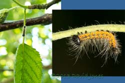 Buff-tip caterpillar (3rd instar), 19 July 2013