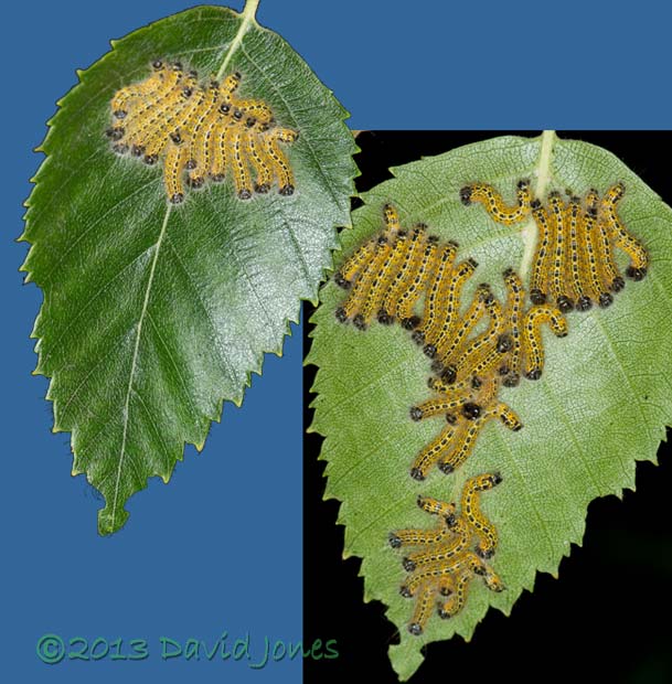 Buff-tip caterpillar army divided between upper and lower leaf surfaces, 9.15pm 19 July 2013