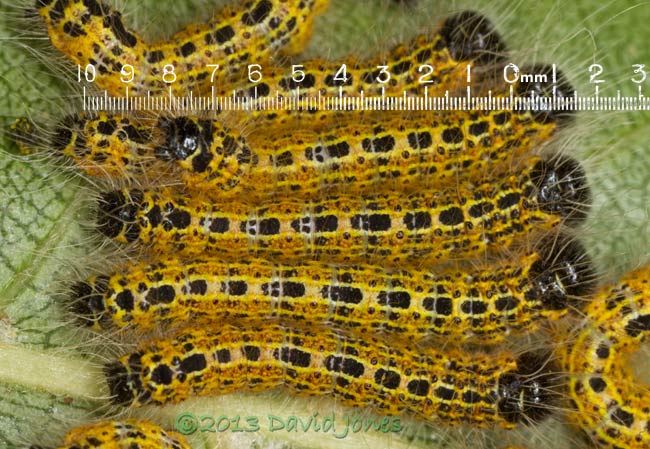 Buff-tip caterpillars (3rd instar) - with scale, 19 July 2013