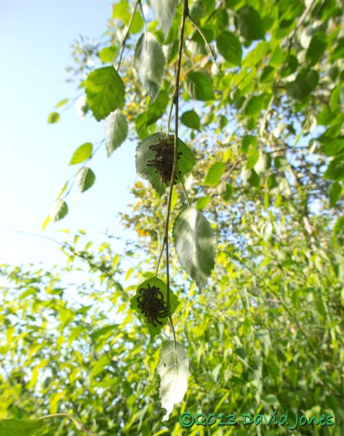 Buff-tip caterpillar army divided between two Birch leaves, 8am 20 July 2013