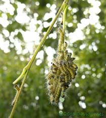 Buff-tip caterpillars on remains of leaf, 20 July 2013