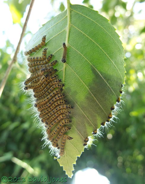 Buff-tip caterpillar army starts feeding on 'new' leaf, 20 July 2013