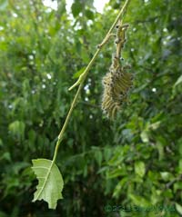 Buff-tip caterpillars devour another leaf, 20 July 2013