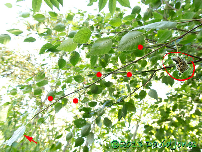 Picture showing positions of leaves eaten by Buff-tip caterpillars today, 20 July 2013