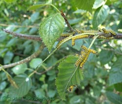 A disorganised army of Buff-tip caterpillars, 22 July 2013