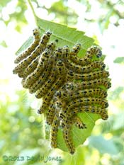 Some of Buff-tip caterpillar army on leaf, 22 July 2013