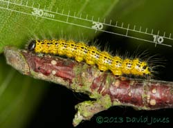 Buff-tip caterpillar - side view of 3rd instar stage, 22 July 2013