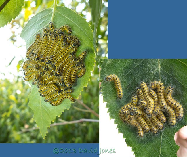 Buff-tip caterpillars prepare to moult, 8am 23 July 2013