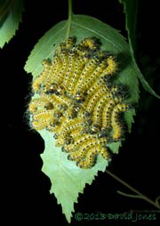 Buff-tip caterpillars prepare to moult, 10.30pm 23 July 2013