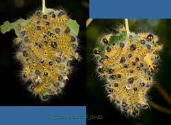 Buff-tip caterpillars - moult complete by 6pm, 24 July 2013