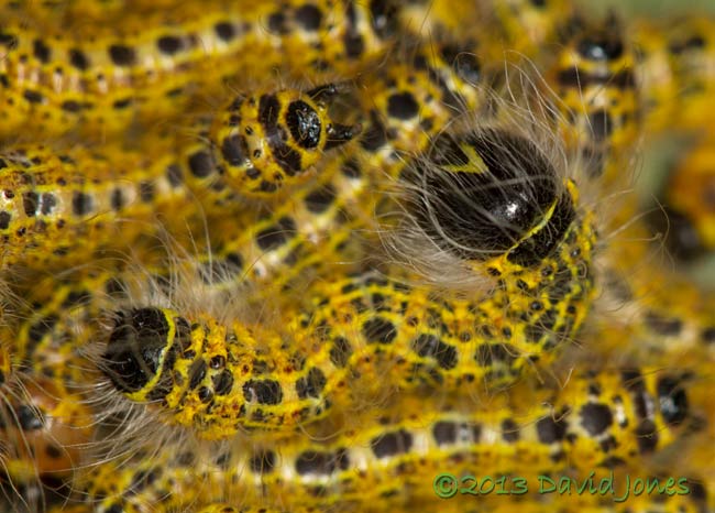 Buff-tip caterpillar - freshly moulted with hardened chitin, 4th instar, 24 July 2013