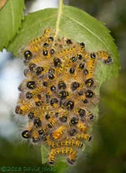 Buff-tip caterpillars - moult nearly complete at 3pm, 24 July 2013