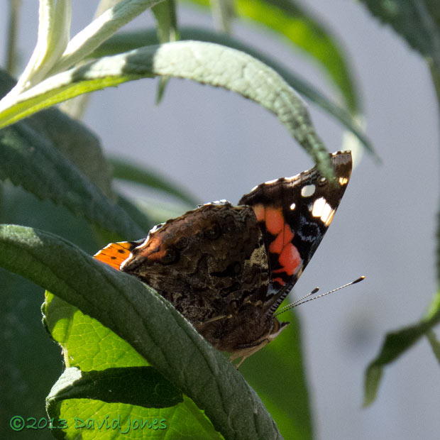 Red Admiral on Buddliea, 25 July 2013