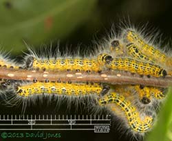 Buff-tip caterpillars measured, 25 July 2013