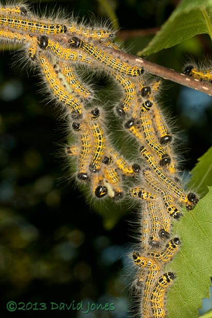 Buff-tip caterpillars on the move this morning - close-up, 25 July 2013