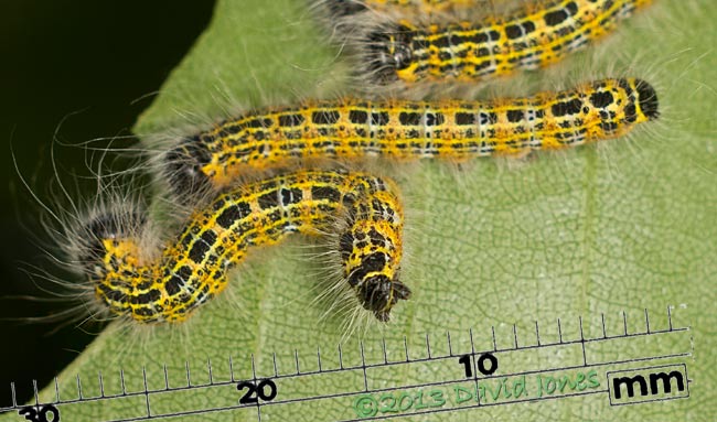 Buff-tip caterpillars measured - 1, 25 July 2013