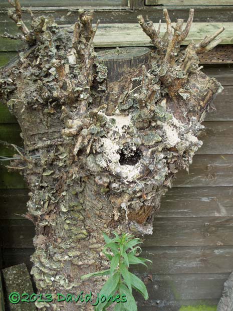 Sawdust produced by solitary wasps on decaying log, 27 July 2013