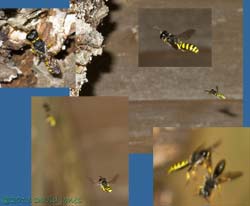Solitary wasps at decaying log, 27 July 2013