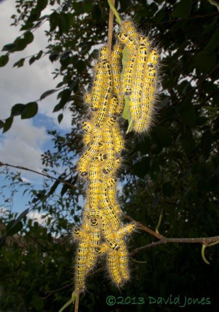 Buff-tip caterpillars (4th instar)  cluster together on Birch, 28 July 2013