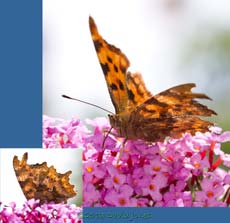 Comma butterfly on Buddleia, 29 July 2013