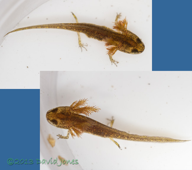 Newtlet, 29 July 2013