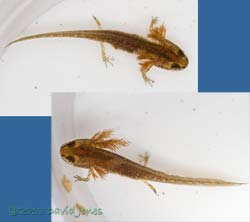 Newtlet, 29 July 2013