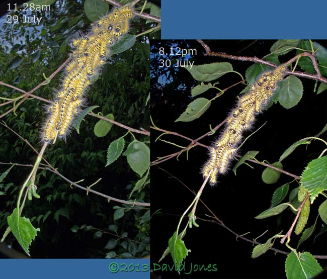 Buff-tip caterpillars prepare to moult for 4th time, 30 July 2013