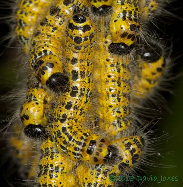 Buff-tip caterpillars (4th instar) prepare to moult - 1, 30 July 2013