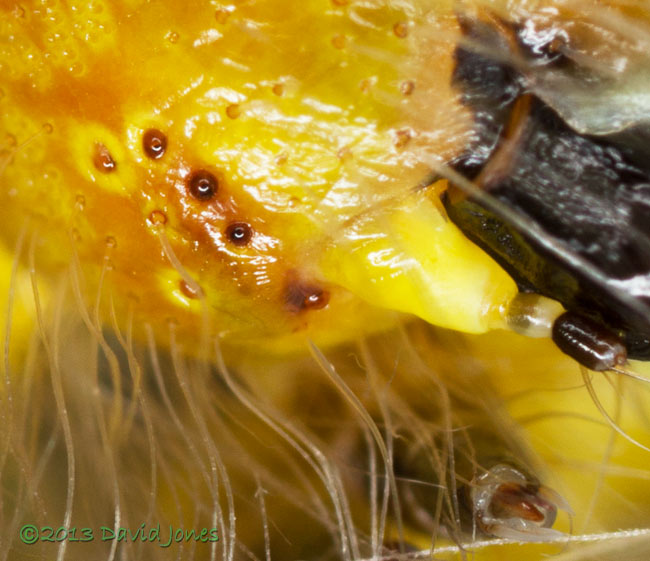Buff-tip caterpillar fresh from 4th moult - close-up of eyes, 31 July 2013