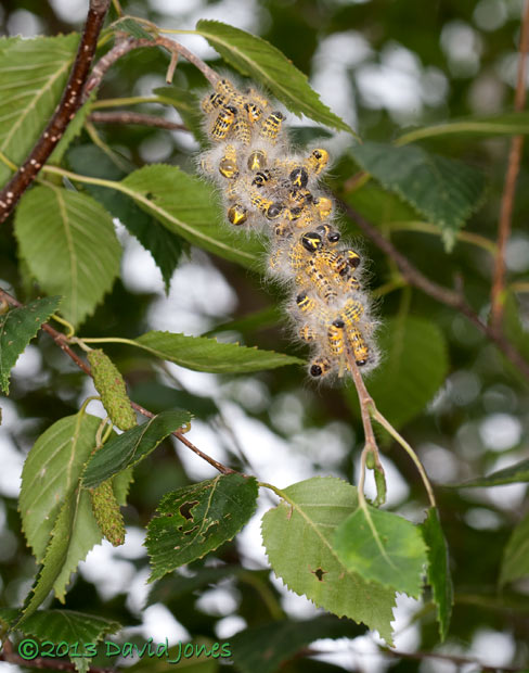 Buff-tip caterpillars undergoe their 4th moult - almost completed - 1, 31 July 2013
