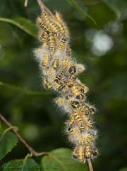 Buff-tip caterpillars undergoe their 4th moult - almost completed, 31 July 2013