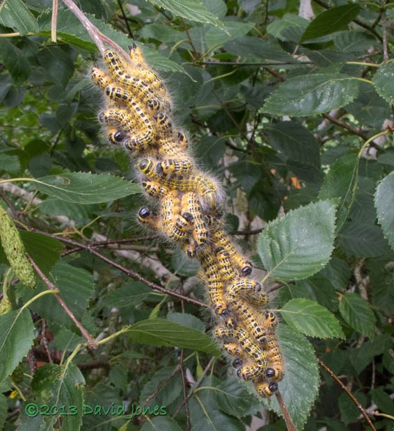 Buff-tip caterpillars undergo their 4th moult, 31 July 2013
