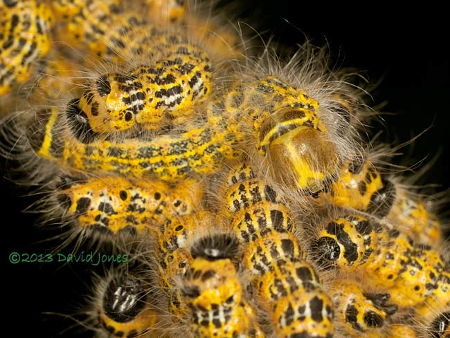 Buff-tip caterpillars undergoe their 4th moult - close-up, 31 July 2013