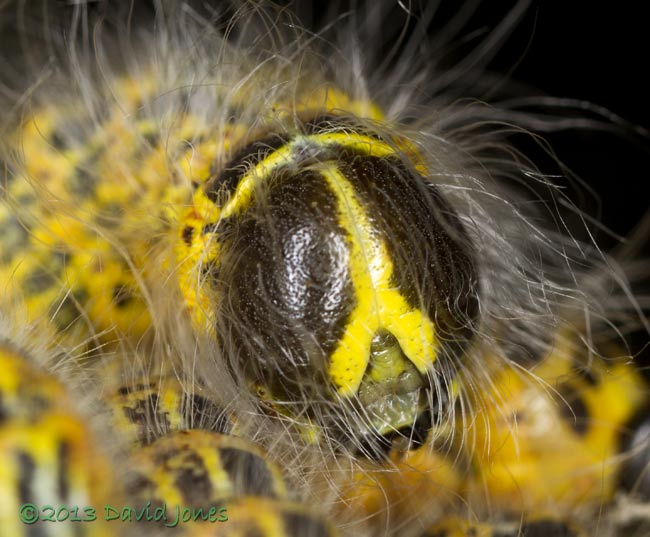 Buff-tip caterpillars undergoe their 4th moult - close-up of head, 31 July 2013