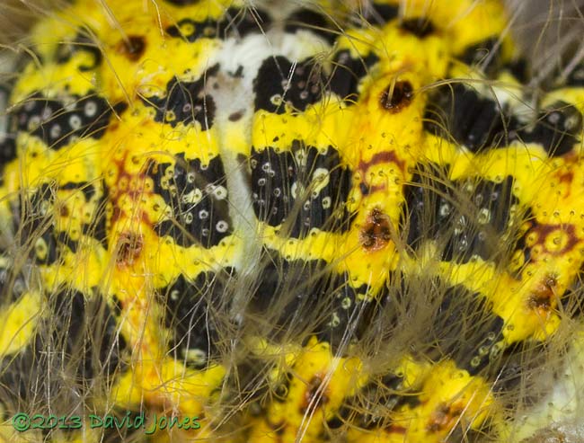 Buff-tip caterpillars undergoe their 4th moult - details of back (b), 31 July 2013