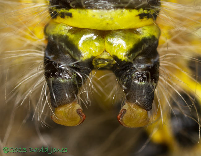 Buff-tip caterpillars undergoe their 4th moult - rear, including claspers - 2, 31 July 2013