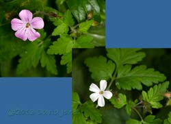 Herb Robert - pink and white variants, 15 June 2013